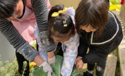 小班劳动课程——种植地里除草