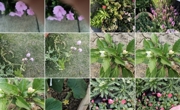 花花世界之找小花