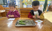 小手剥蚕豆 创意大变身 ——小班年级组自理能力活动