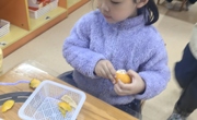 科学活动《剥橘子》