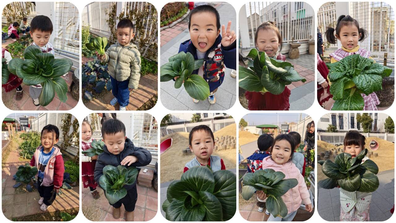 种植地收获：大青菜