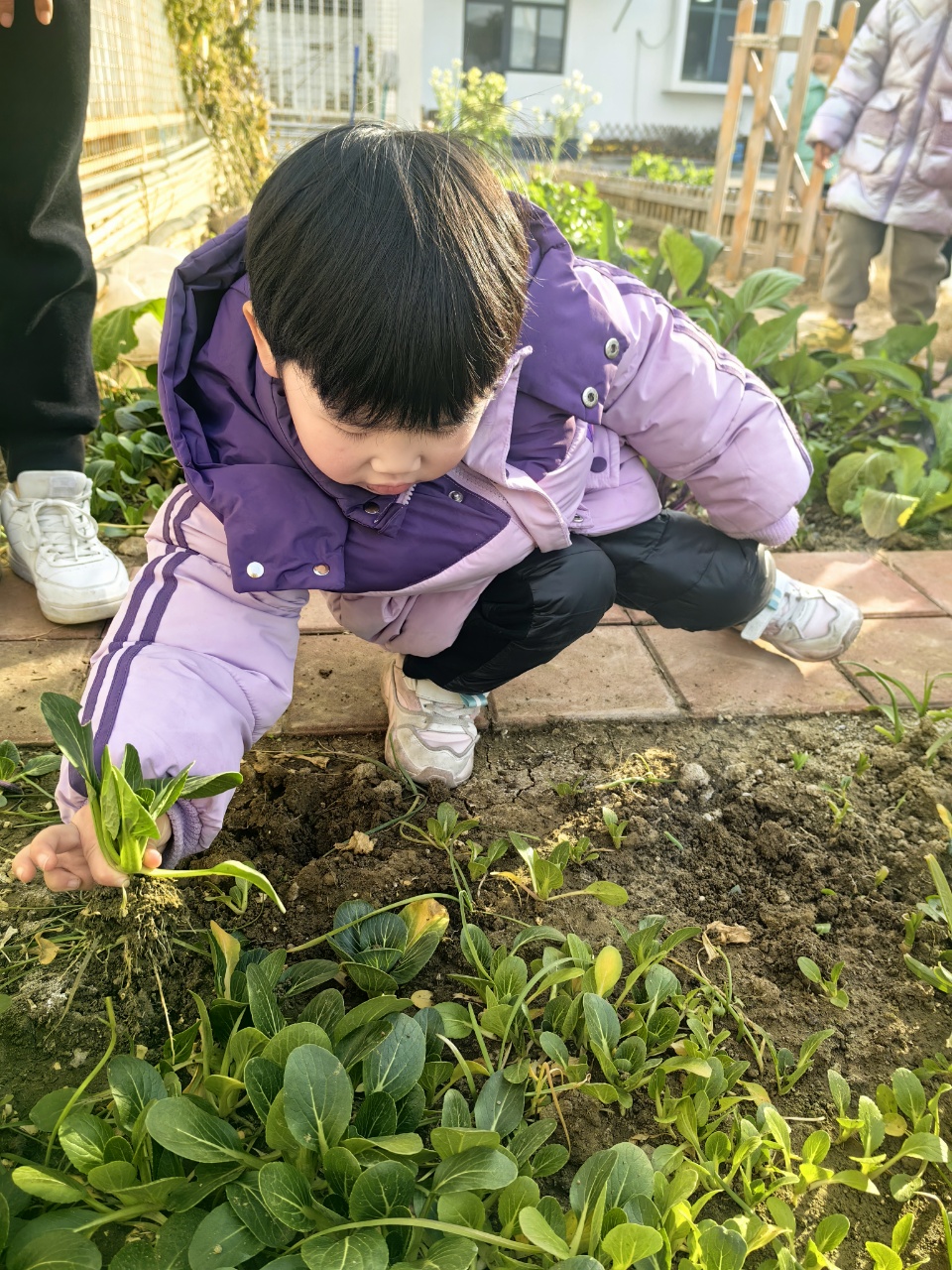 综合活动：采摘青菜
