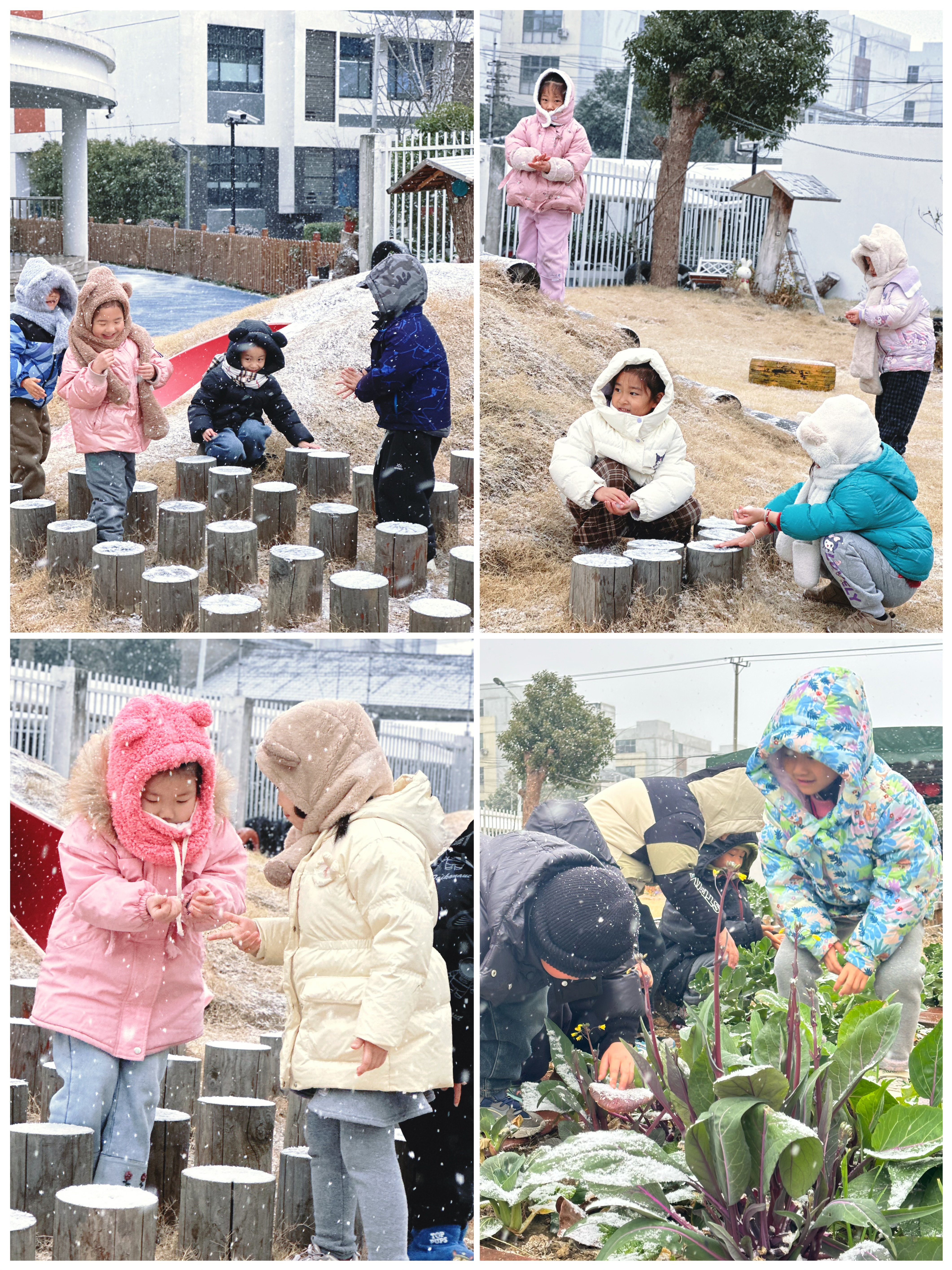 特别活动：大寒遇初雪，童趣满园间