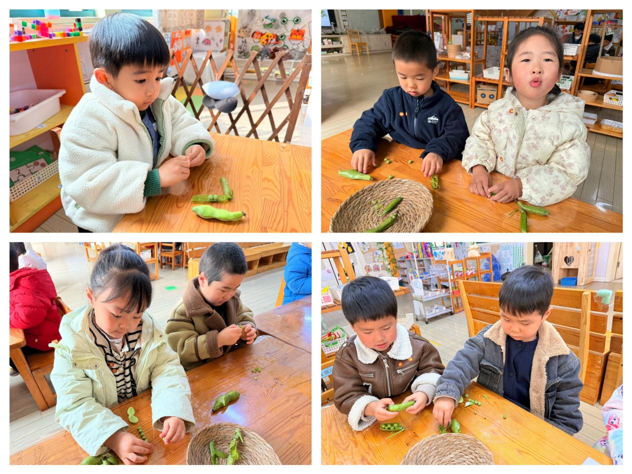科学活动：蚕豆和豌豆