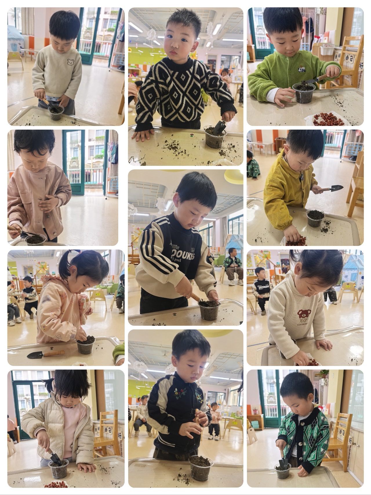 科学活动：种植红豆